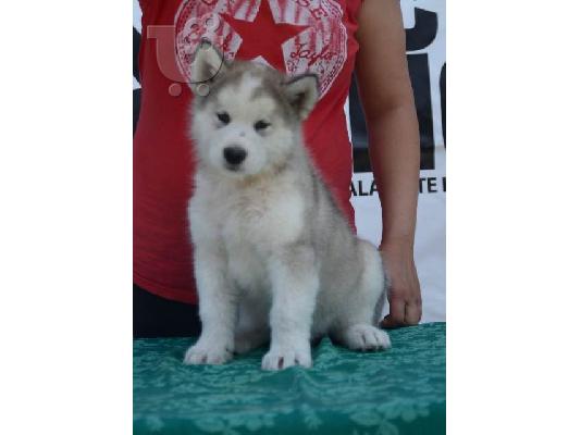 PoulaTo: Κουτάβια Malamute της Αλάσκας
